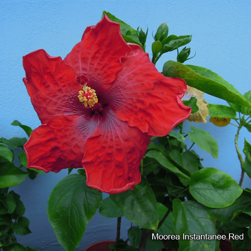 Moorea Instantanee Red